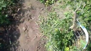 23 июня крыжовник(агрус)инвикта