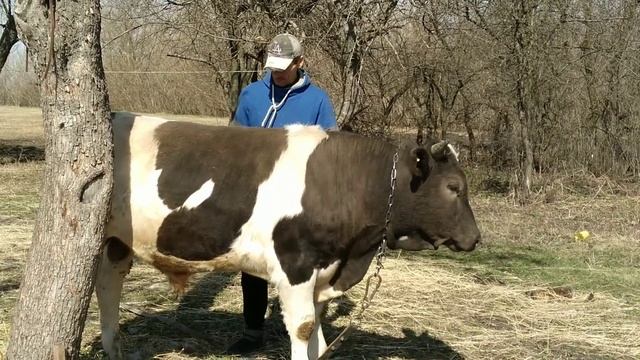 Первая прогулка телят//Проверка ульев после зимы. смотреть онлайн