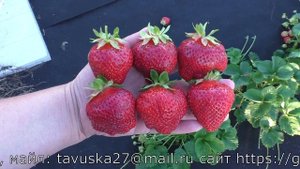 ВИКОДА сорт клубники позднеспелого срока созревания