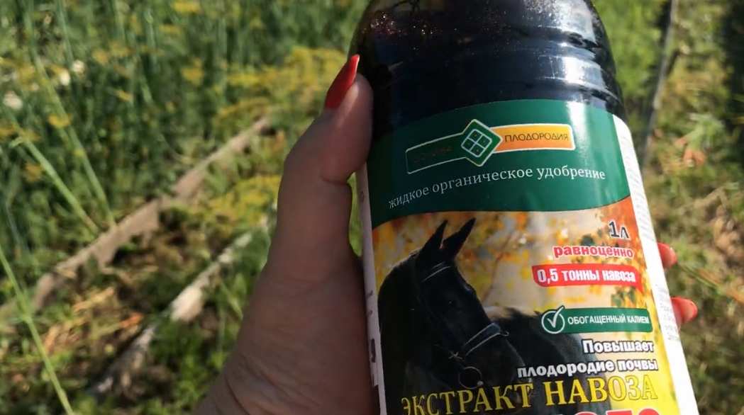 Подкормка моркови в июне. Морковь удобрение органическое. Удобрение для моркови. Подкормка моркови.