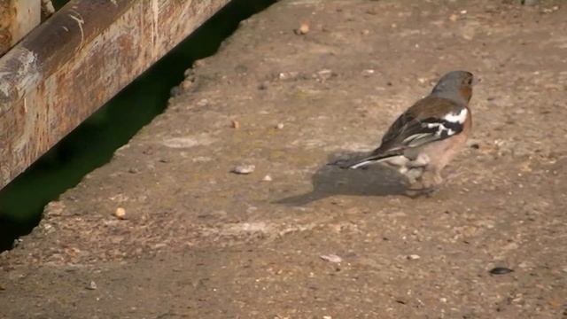 видео камера jvc gz-hm446 тест 3 смотреть онлайн