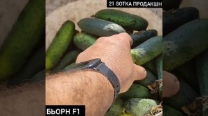 Огурец Бьорн F1, в открытом грунте, очень ранний корнишон.