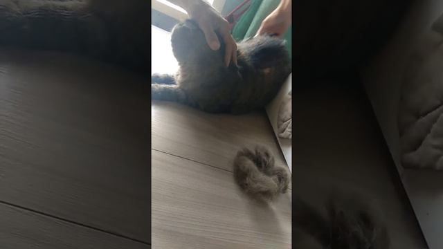 Кот кусается, когда его вычесывают 😾 смотреть онлайн