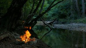 Антуриум болезни листьев с фото. Как лечить?