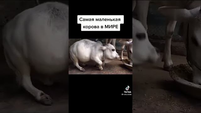 #самая маленькая  корова  в мире