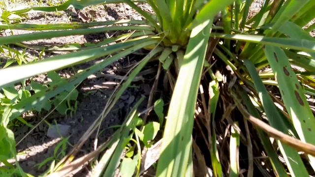 ?ОБРЕЗКА ЮККИ смотреть онлайн