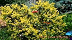 Тисс ягодный Элегантиссима ? тисс Элегантиссима обзор: как сажать саженцы тисса Элегантиссима