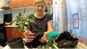 Много работы,но я всё успела/Покупки/Компот из сливы/Пересадила