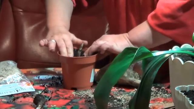 Красиво Цветущие Комнатные Растения. Пересадка Эухариса ( ЭВХАРИСА).