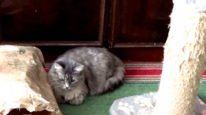 Видео о кошках. Котёнок и Дымочка. часть4