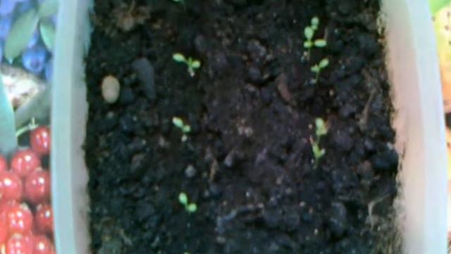 Выращивание петунии из семян. смотреть онлайн