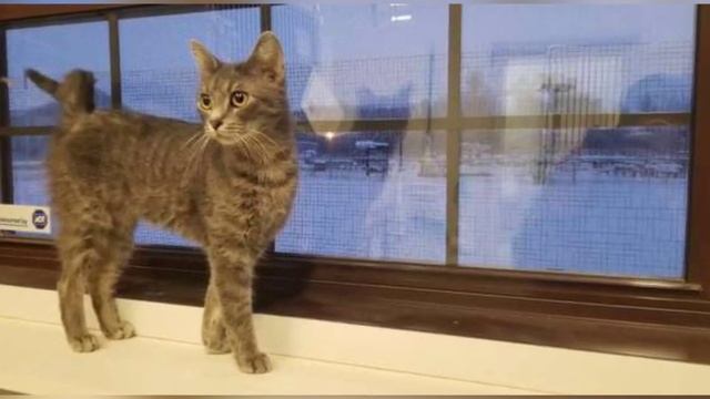 То что мужчина обнаружил в сугробе шокировало всех смотреть онлайн