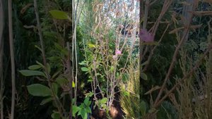 МАГНОЛИЯ как зимует и как растет #магнолия #магнолияворонеж #растенияворонеж