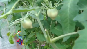 Томатам зелёная, перцам коричневая мульча!  Высадила сельдерей и огурцы в открытый грунт.