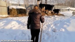 Корова не приходит в охоту / Лечение