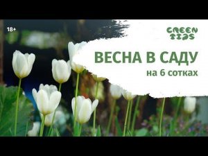 Весна в саду на 6 сотках. Тизер. Обзор сада весной. Тизер