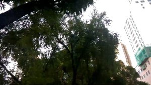 Как растет манго. Вьетнам Нячанг. Урожай манго.