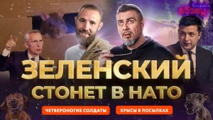 Четвероногие солдаты. Зеленский стонет в НАТО. Крысы в посылках | «Вечерний Абзац»