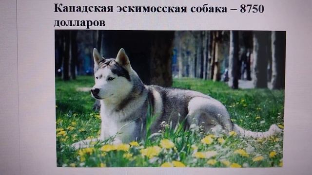 Драгоценные Лапки: Топ-10 Популярных и Дорогих Пород Собак в 2023 году! 🐶💰 Фото