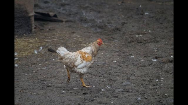 стих: 