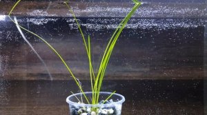 СИТНЯГ КСИНГУ. Eleocharis sp. "montevidensis"