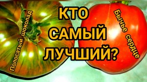 Самый вкусный помидор