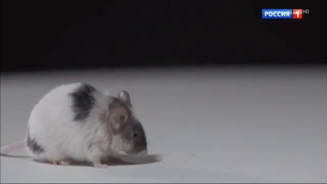 О Самом Главном С Др. Мясниковым 02.10.2023 ч.1 смотреть онлайн