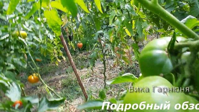 томат Черный русский