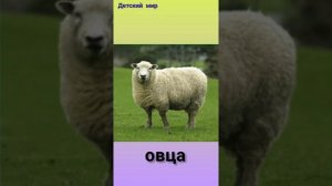 Домашние животные и их звуки на русском языке детям. Голоса домашних животных. Как говорят животные