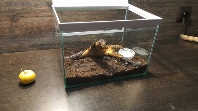 ЗАПУСК ТЕРРАРИУМА С УЛИТКАМИ. START A TERRARIUM WITH SNAILS. смотреть онлайн