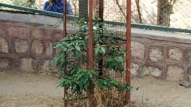 Jungle Cat (Felis chaus) in Machiya Biological Park смотреть онлайн