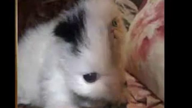 видео2 Прикольные смешные позитивные котята