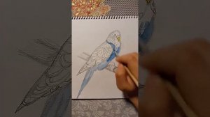 Как нарисовать волнистого попугая? Для начинающих.