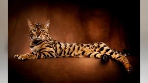 Бенгальская кошка описание породы!
