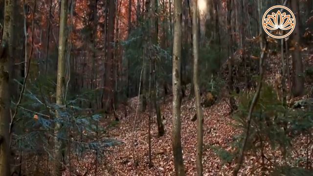 Релаксация_под_чарующие_звуки_осеннего_лесаRelaxation_10 смотреть онлайн