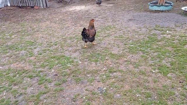 Содержание птицы осенью. смотреть онлайн