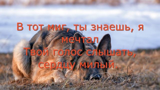 ПРОСТИ МЕНЯ, ПЁС! Трогательная история до слез!!! По рассказу Лии Тимониной. Стихи Марии Шадриной
