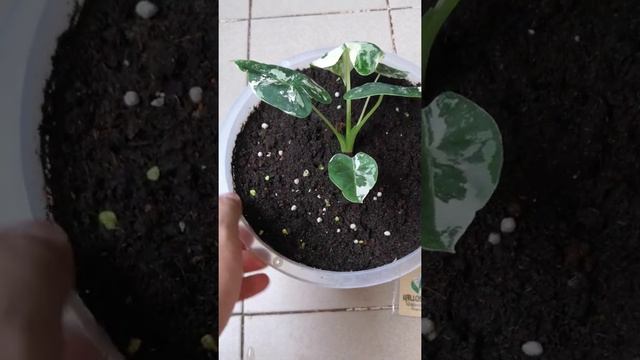 Alocasia frydek Variegated