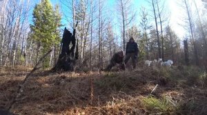 Мои 12 дней в тайге. Промысловая охота.