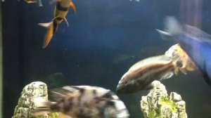 Цихлиды. Озеро Малави