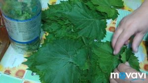 Как приготовить листья винограда для долмы