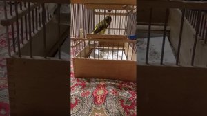 Русская канарейка - овсяночный напев.
