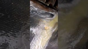 Добыча рассыпного золота