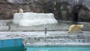 Белый медвежонок Самые редкие животные мира Белые медведи Медвежонок почуял рыбу