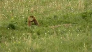 Тарбаганы или монгольские сурки