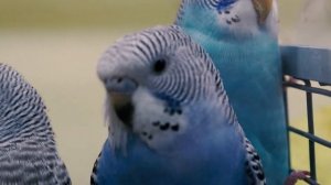 Как определить молодого попугая? Три  признака