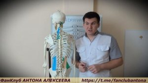 Боль в пояснице  Спазм и слабость квадратной мышцы поясницы