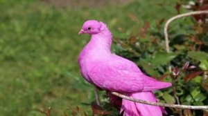 ГДЕ И КАК ЖИВЁТ РОЗОВЫЙ ГОЛУБЬ