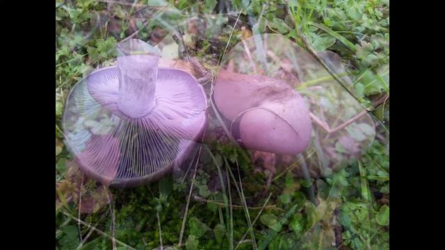 Discover the error - Descubre el error 3 смотреть онлайн