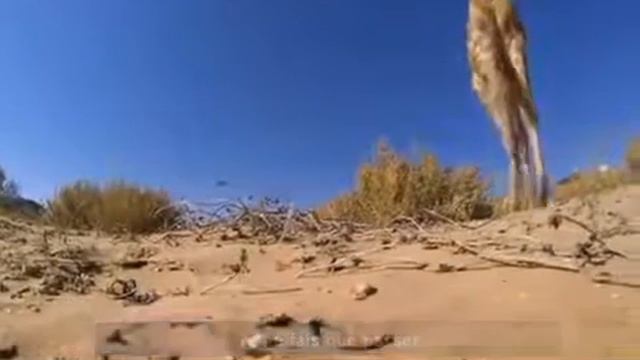 Видео Подборка Приколов с Животными 4 Кошки,Собаки Смешные Животные youtube Смотреть смешные видео смотреть онлайн